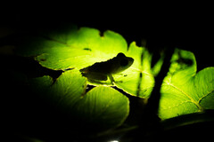 Pristimantis parvillus