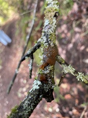 Myxarium nucleatum