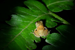 Pristimantis parvillus