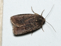 Athetis tenuis