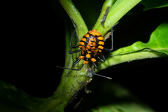 Spartocera pantomima