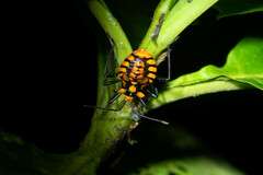 Spartocera pantomima