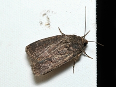 Athetis tenuis