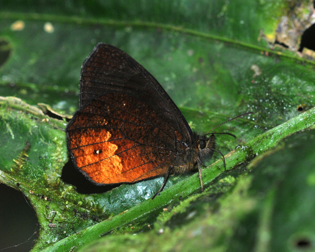 Pedaliodes asconia
