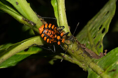 Spartocera pantomima