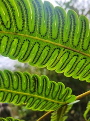 Cyathea horrida