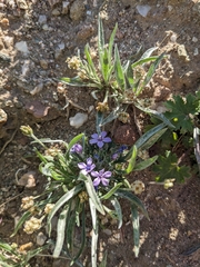 Langloisia setosissima setosissima