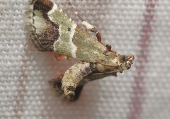 Arescoptera idiotypa