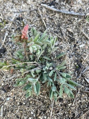 Extriplex californica