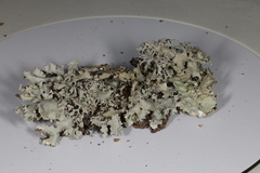 Parmotrema submarginale