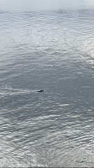 Phoca vitulina