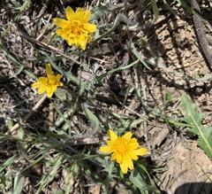 Agoseris parviflora