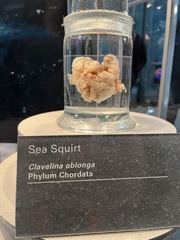 Clavelina oblonga