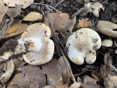 Lactarius glyciosmus