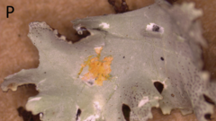 Parmotrema submarginale