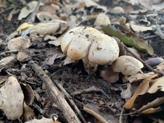 Lactarius glyciosmus