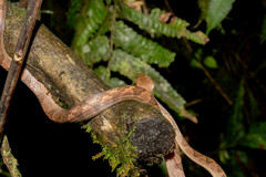 Leptodeira ornata