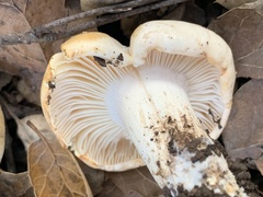 Lactarius glyciosmus