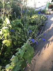 Salvia sinaloensis