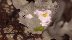 Parmotrema submarginale