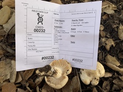 Lactarius glyciosmus