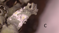 Parmotrema submarginale