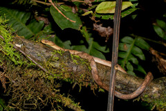 Leptodeira ornata