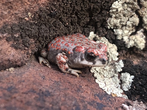 Red-spotted Toad, Snow Canyon, Saint George, UT, US, photo 6 of 10