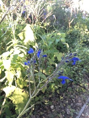 Salvia sinaloensis
