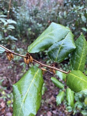 Elaeagnus pungens