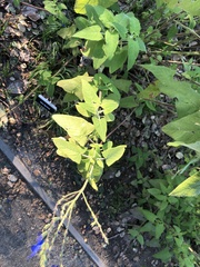 Salvia sinaloensis