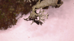 Parmotrema submarginale