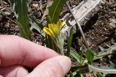 Agoseris parviflora