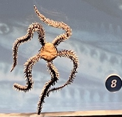 Ophiocoma echinata