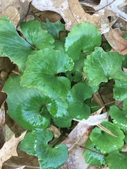 Ranunculus abortivus