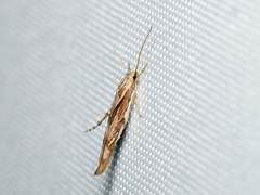 Stathmopoda cephalaea