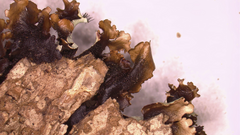 Parmotrema submarginale