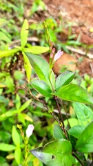 Spigelia hamelioides