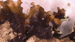 Parmotrema submarginale