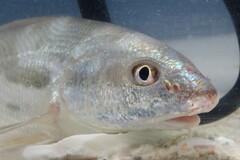 Menticirrhus americanus