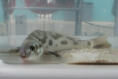 Menticirrhus americanus