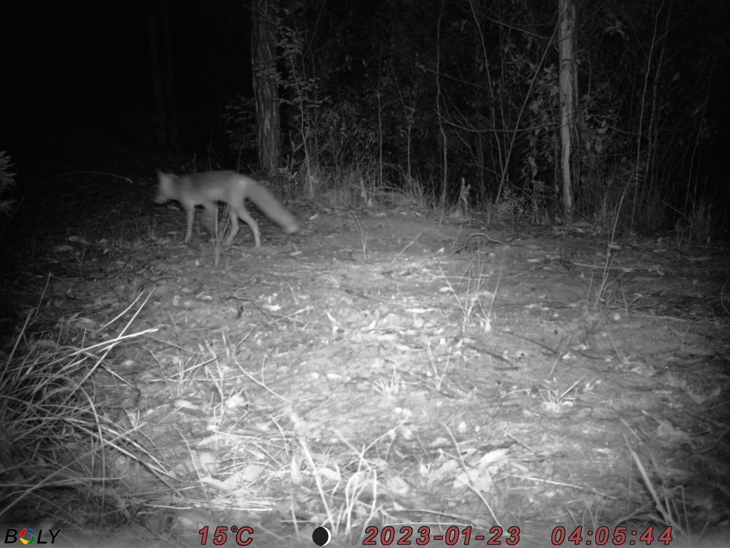 Red Fox from Bucketty NSW 2250, Australia on January 23, 2023 at 04:05 ...