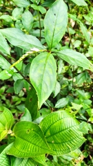 Spigelia hamelioides