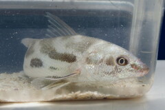Menticirrhus americanus