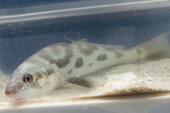 Menticirrhus americanus