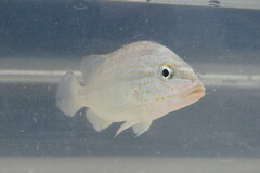 Orthopristis chrysoptera