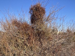 Phoradendron californicum