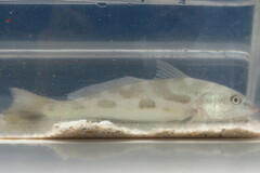 Menticirrhus americanus