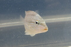 Orthopristis chrysoptera