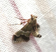 Arescoptera idiotypa